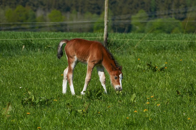 poney