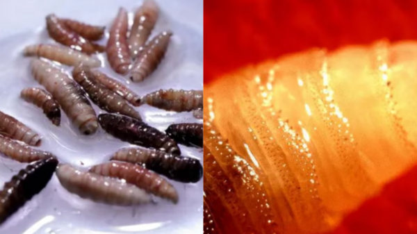 verme “come-carne”