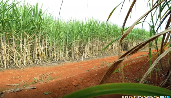 cana-de-açúcar