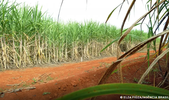 cana-de-açúcar