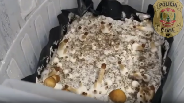 cogumelos alucinógenos do Brasil