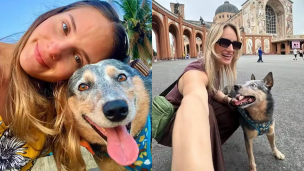 ES acidente cachorro