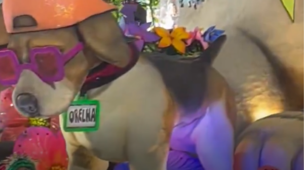 Mocidade de Padre Miguel homenageia cão Orelha em desfile do Carnaval do Rio
