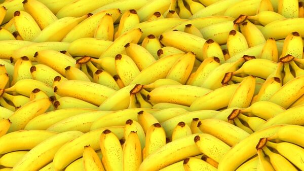 bananas