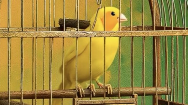 Canarinho de 3 pernas