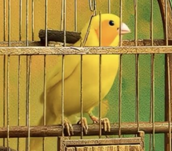 Canarinho de 3 pernas