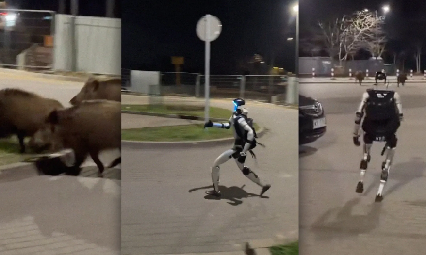 Robô é flagrado correndo atrás de javalis em rua na Polônia e viraliza; ASSISTA!