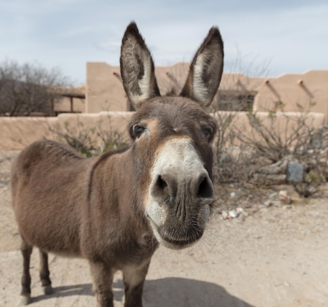Justiça proíbe abate de jumentos na Bahia