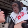 Virginia Fonseca beija macaco