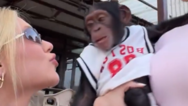 Virginia Fonseca beija macaco