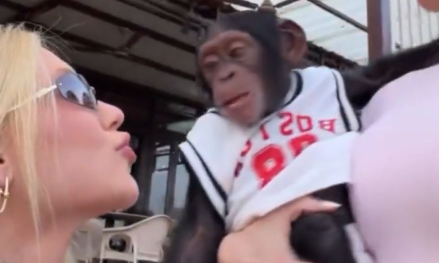 VÍDEO: Virginia Fonseca beija macaco durante passeio em Dubai