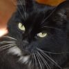 gato