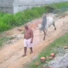 levar cabeçada de boi