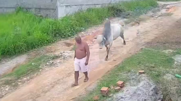 levar cabeçada de boi