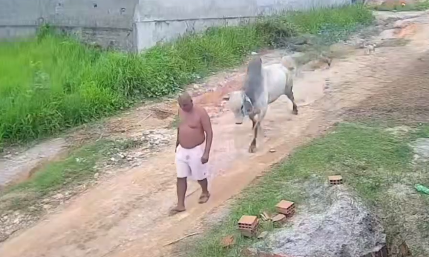 levar cabeçada de boi