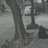 Mulher cai em bueiro no Rio