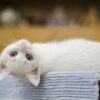gato