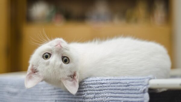 gato
