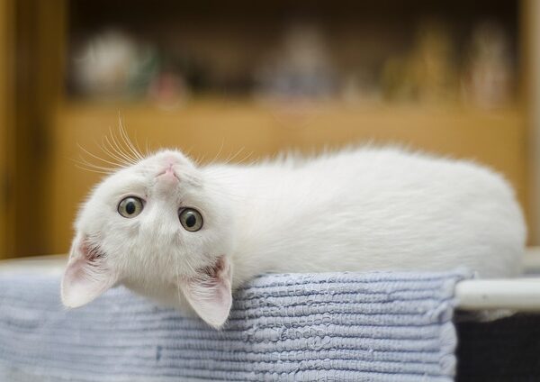 gato