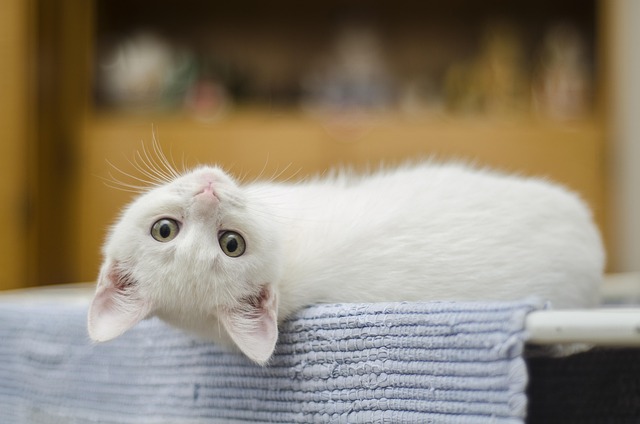 gato
