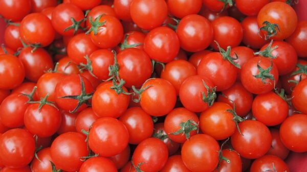 benefícios dos tomates-cereja