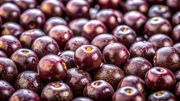 genoma do açaí