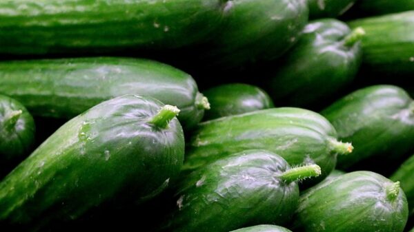 pepino