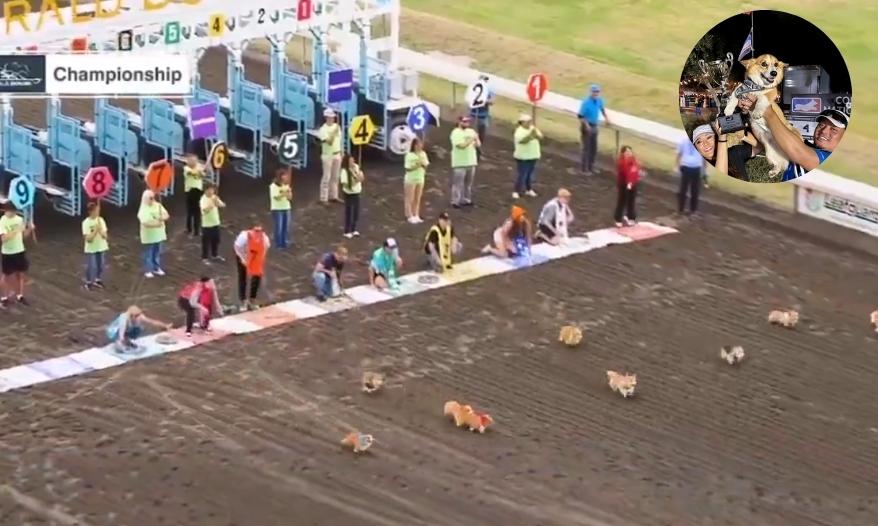 Corrida de corgis nos EUA reúne 40 cães; vencedor tem 8 anos e muita experiência