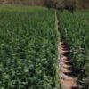 40 mil pés de maconha