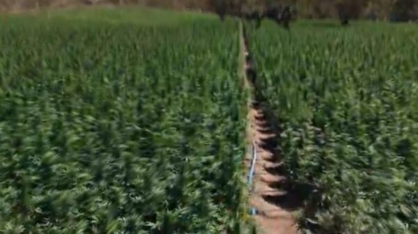 40 mil pés de maconha