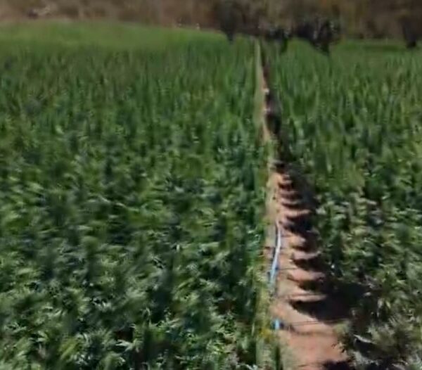 40 mil pés de maconha