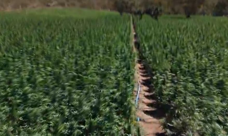 40 mil pés de maconha