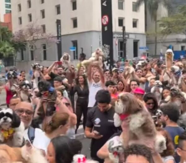 shih tzus na Avenida Paulista