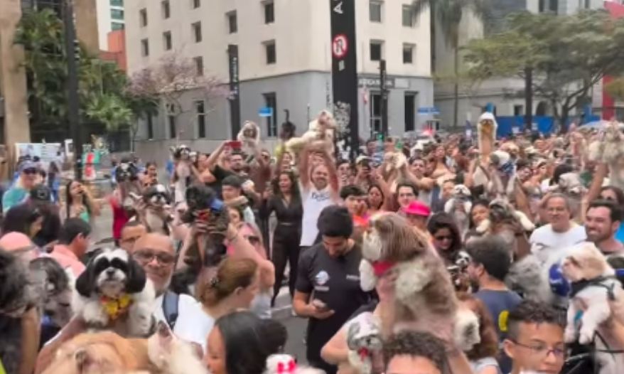 shih tzus na Avenida Paulista