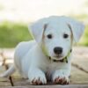 para cães e gatos