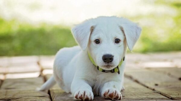para cães e gatos