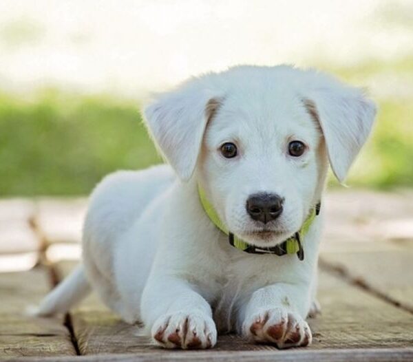 para cães e gatos