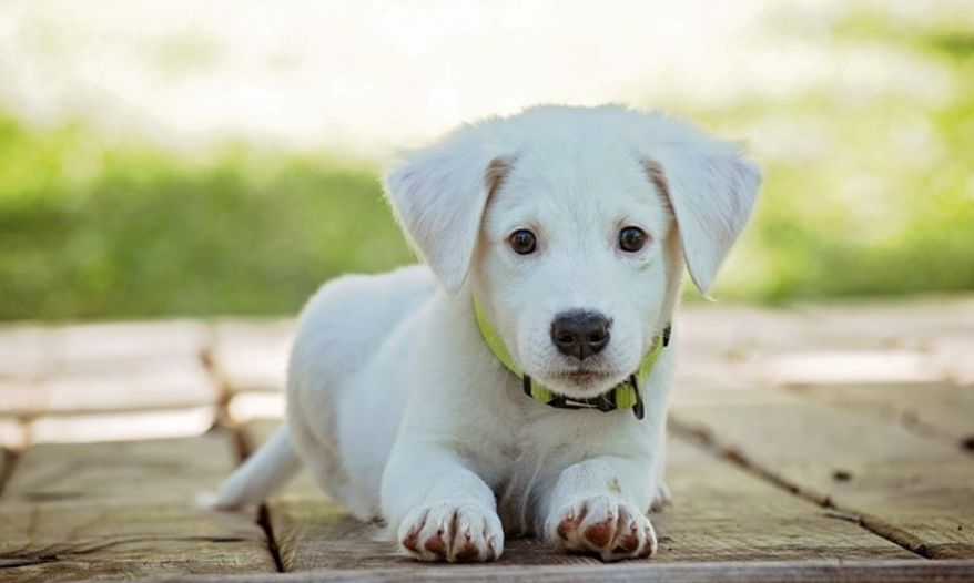 para cães e gatos